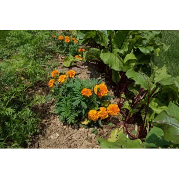 Marigold Plants 